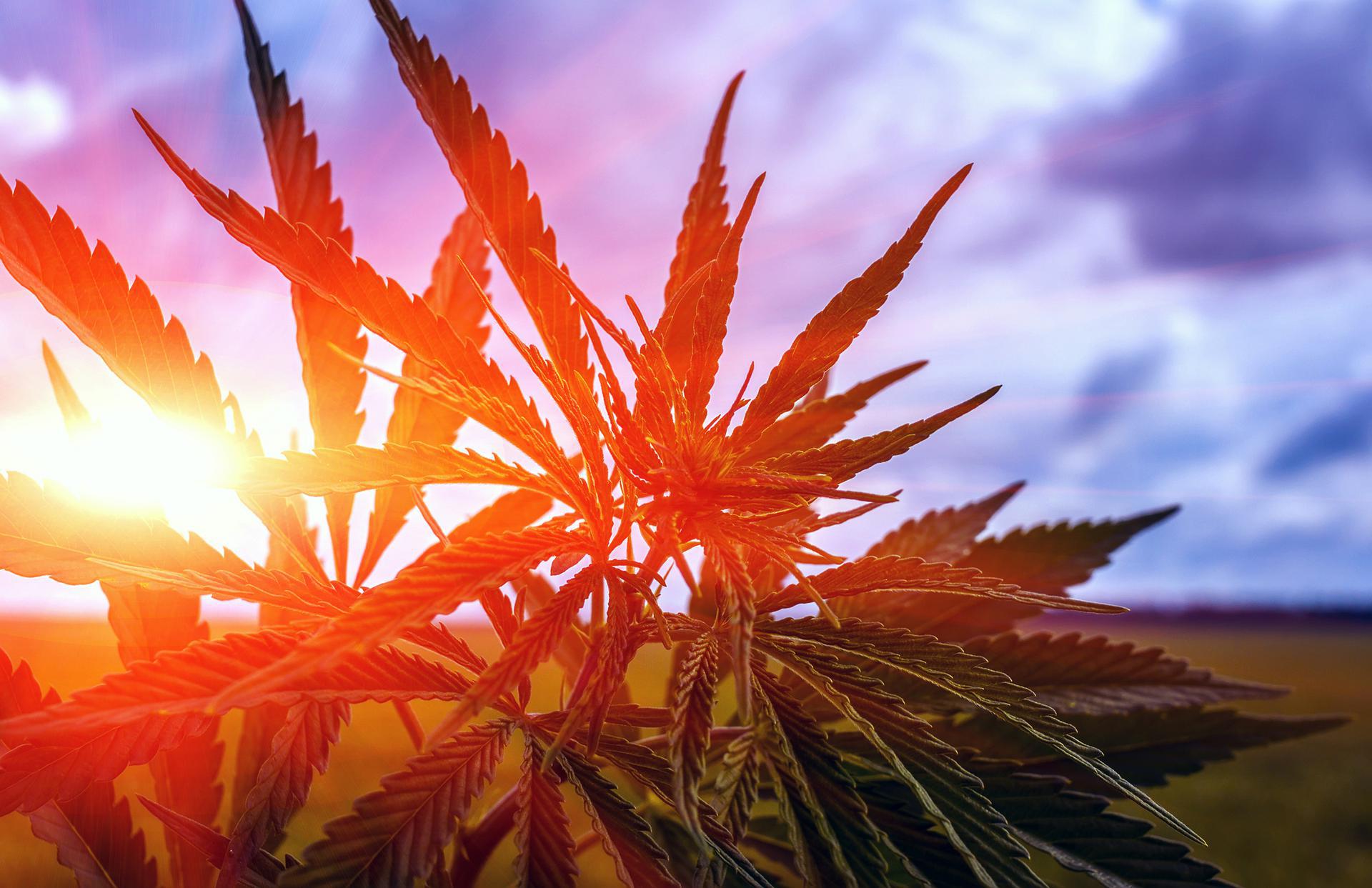 Hawaii Marijuana Compliance - state-drug-laws-featured-image