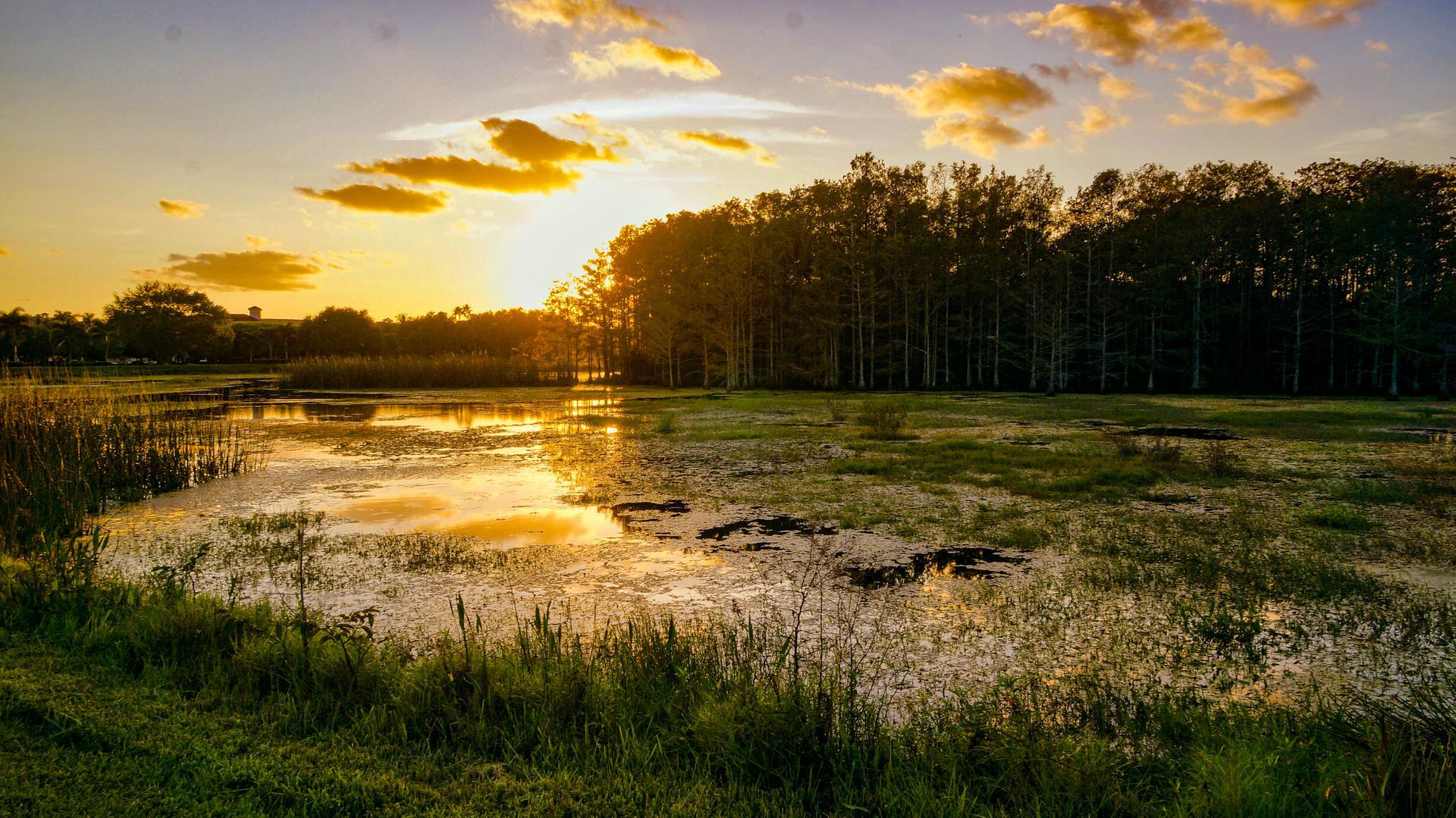 HD wallpaper: alligator on wood slab, louisiana, swamp, bayou, water, stump  | Wallpaper Flare