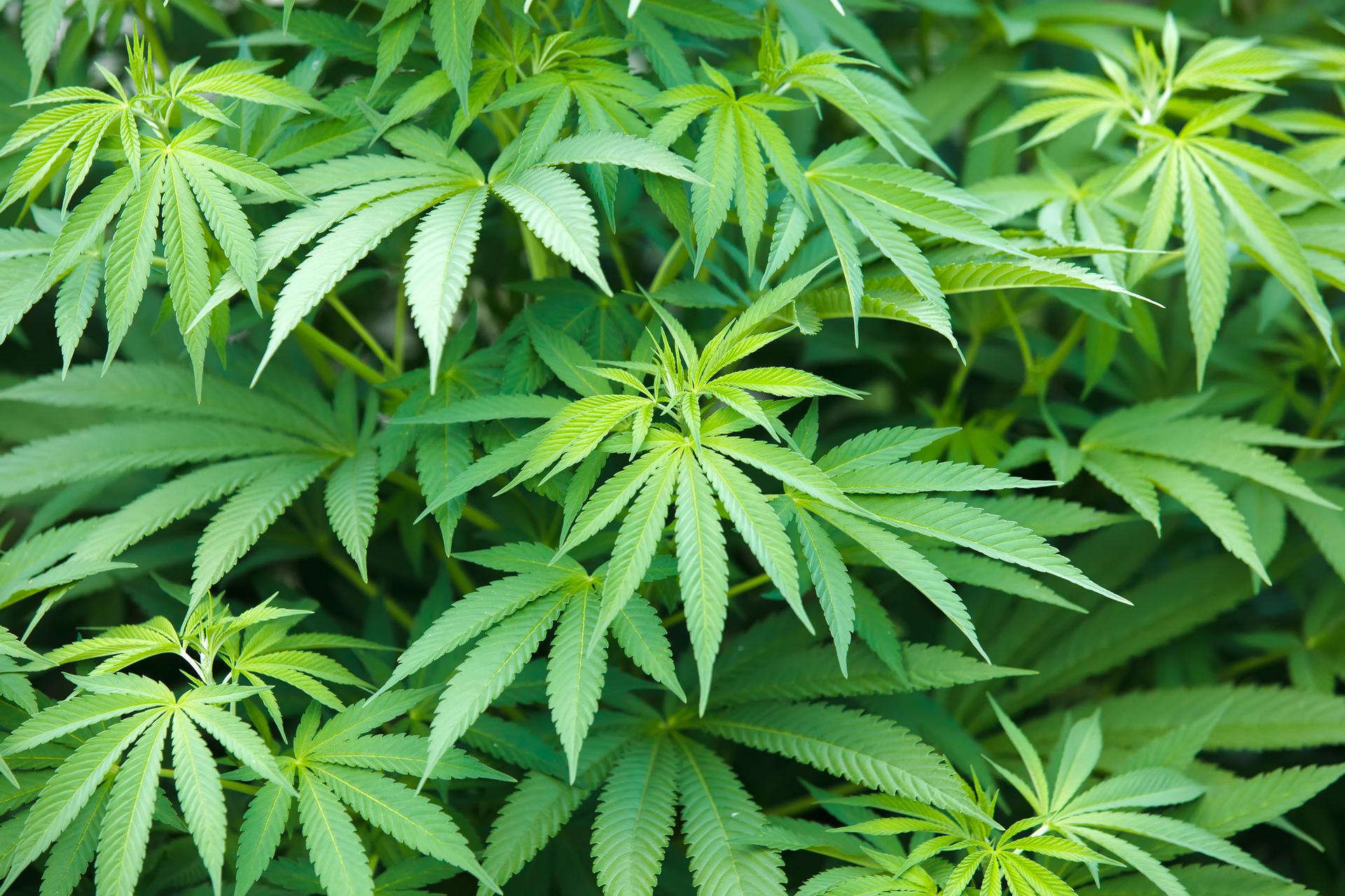 Minnesota Marijuana Compliance - state-drug-laws-featured-image