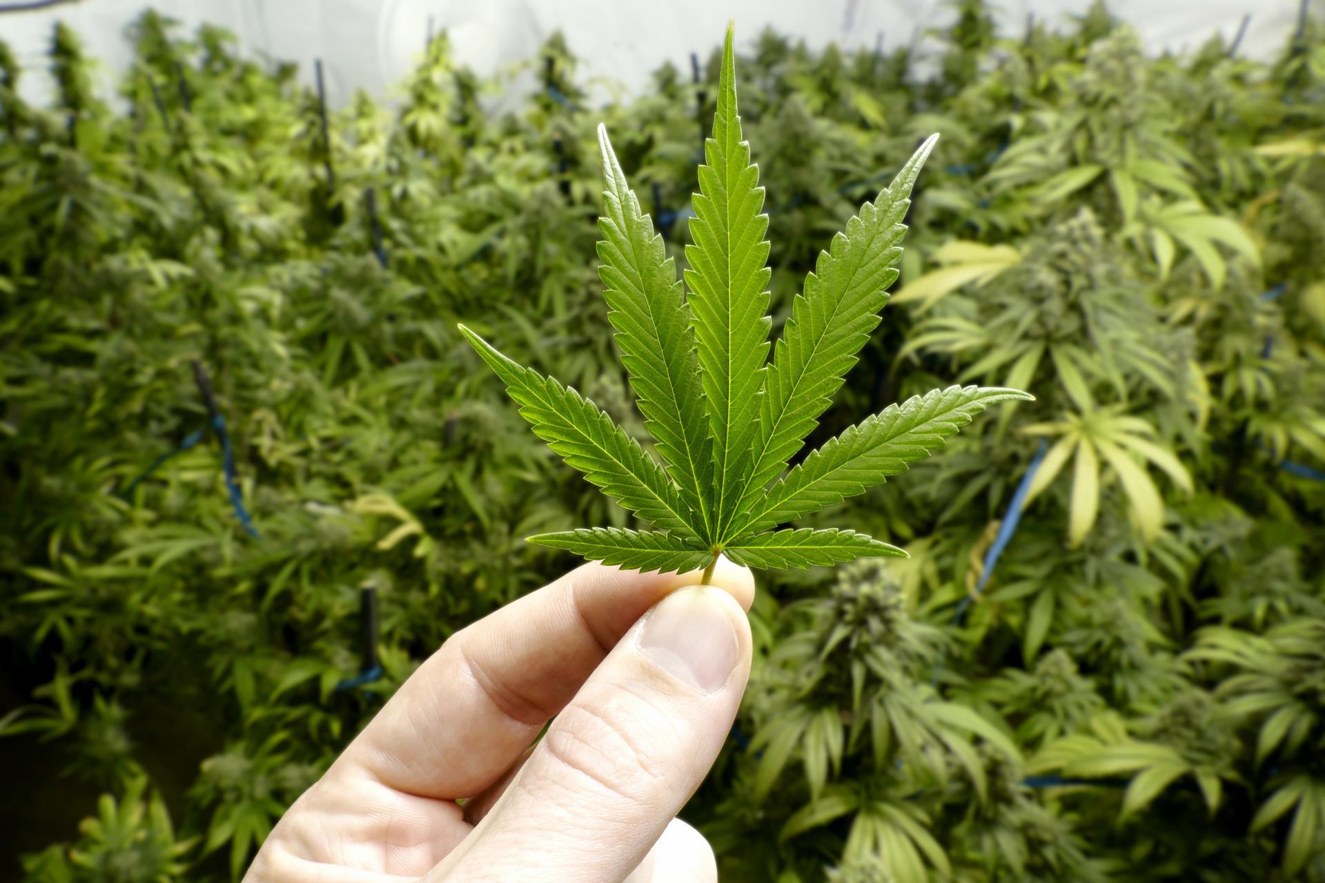 Pennsylvania Marijuana Compliance - state-drug-laws-featured-image