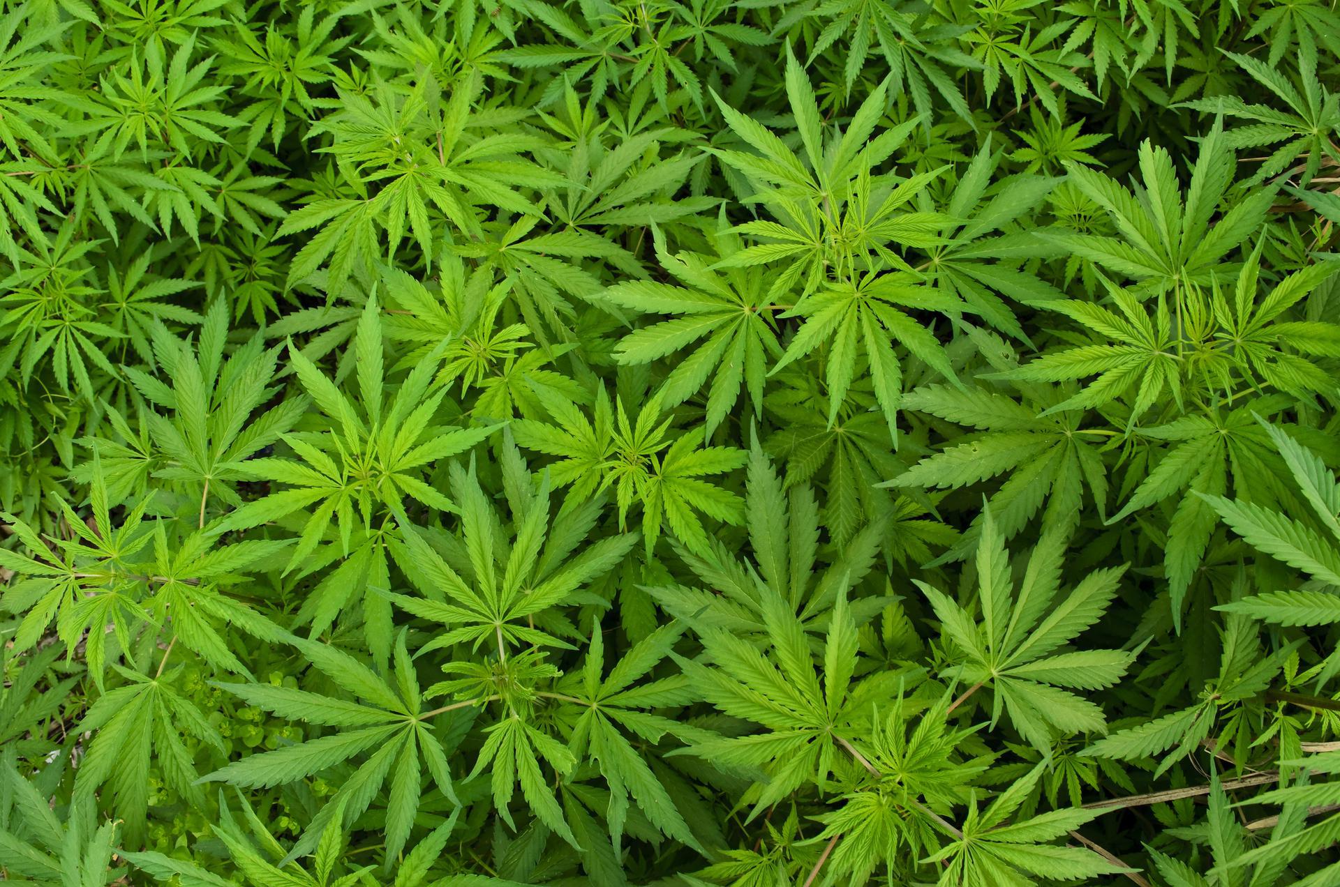 Rhode Island Marijuana Compliance - state-drug-laws-featured-image