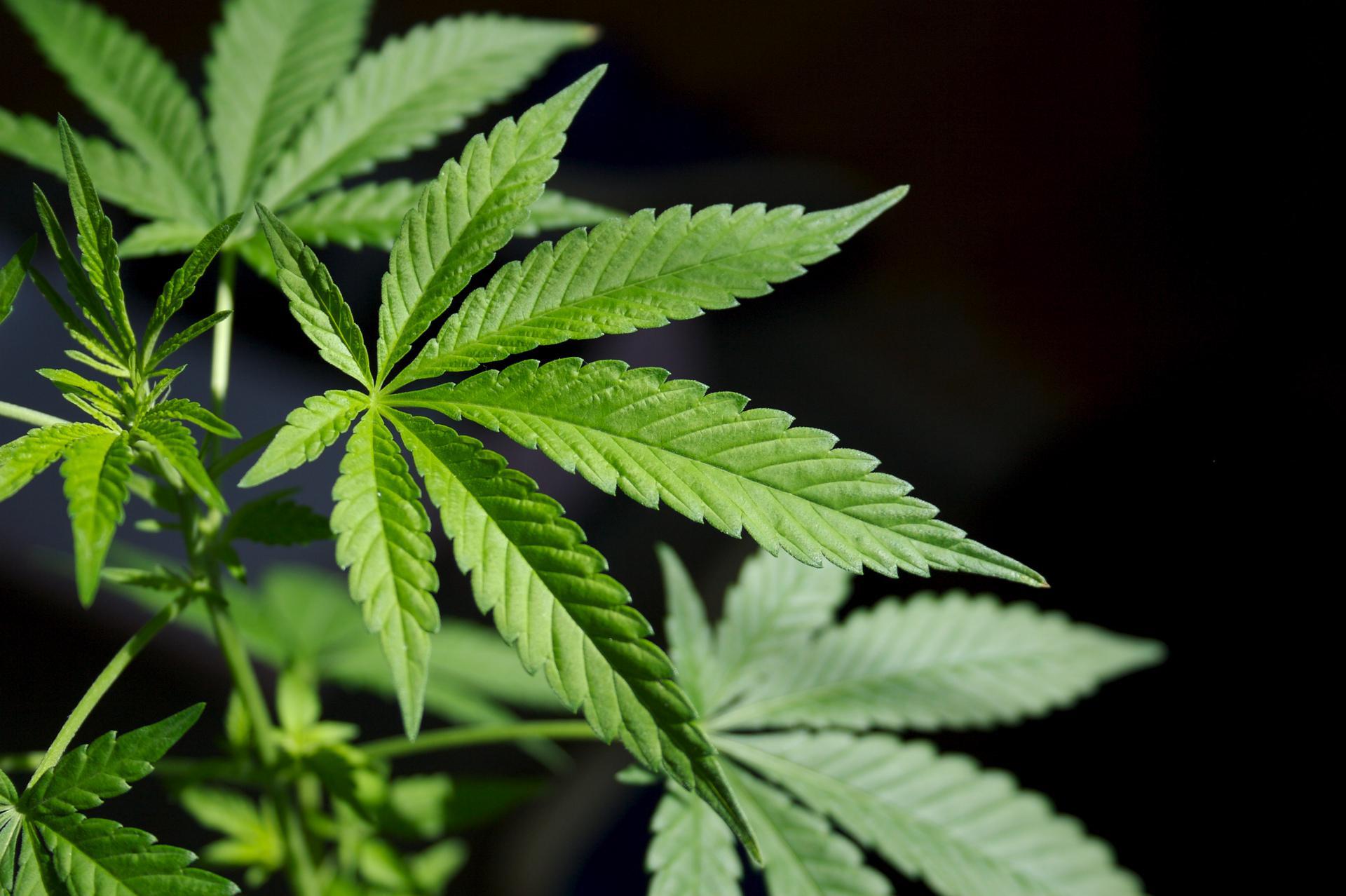 South Carolina Marijuana Compliance Health Street South Carolina Marijuana Compliance Health Street