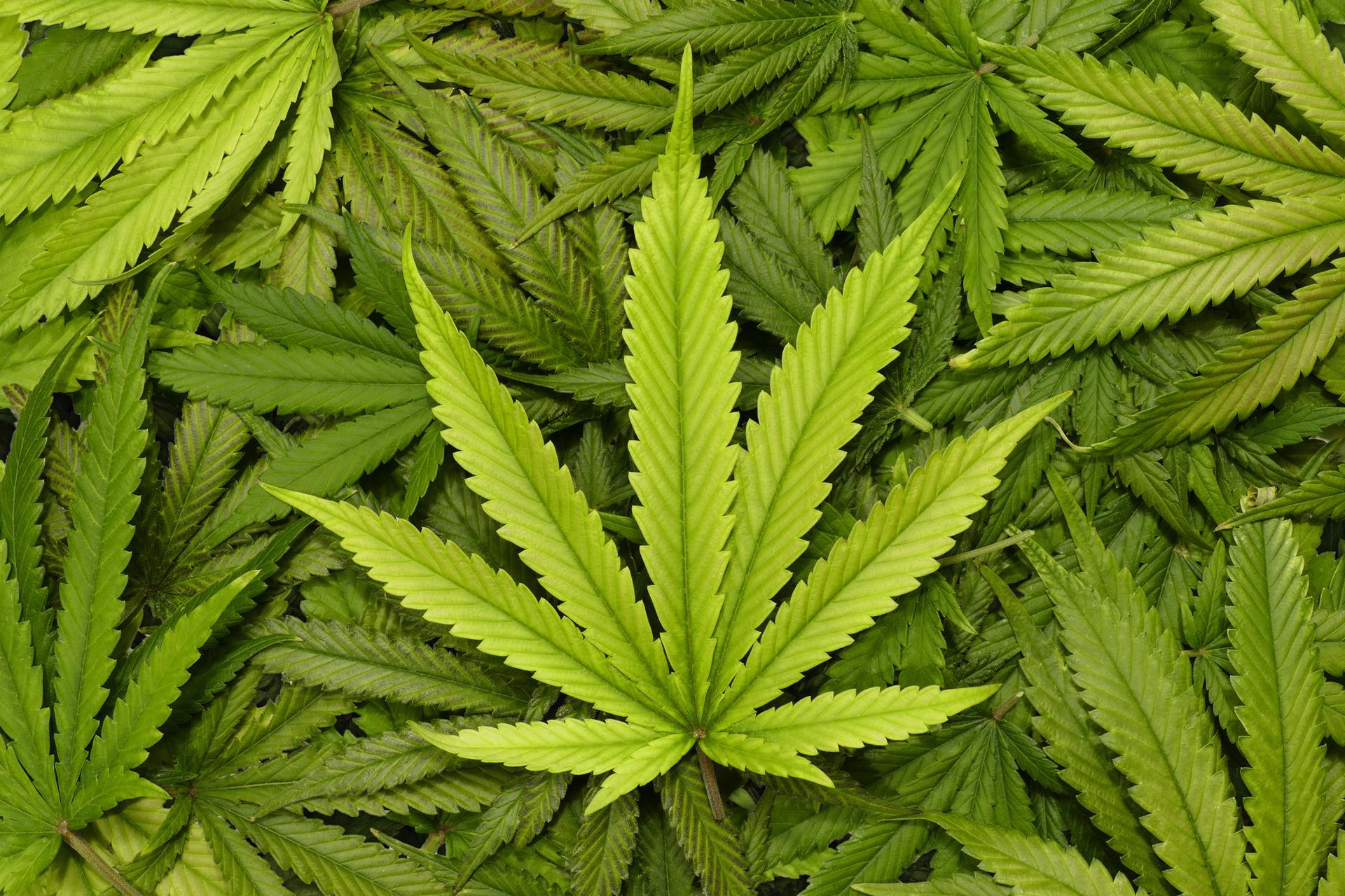 South Dakota Marijuana Compliance - state-drug-laws-featured-image